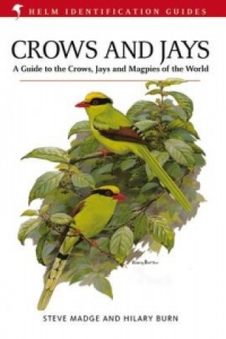 Könyv Crows and Jays Steve Madge