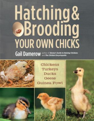Könyv Hatching & Brooding Your Own Chicks Gail Damerow