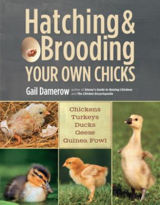 Knjiga Hatching & Brooding Your Own Chicks Gail Damerow