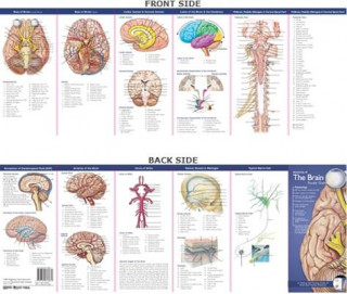 Carte Anatomical Chart Company's Illustrated Pocket Anatomy: Anatomy of The Brain Study Guide 