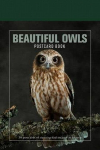 Book Beautiful Owls Postcard Book 