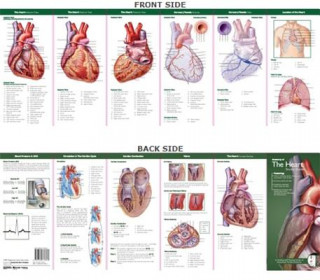 Kniha Anatomical Chart Company's Illustrated Pocket Anatomy: Anatomy of The Heart Study Guide 