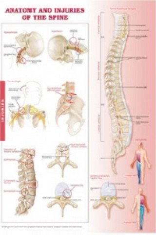 Könyv Anatomy and Injuries of the Spine Anatomical Chart Anatomical Chart Company