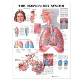 Kniha Respiratory System Anatomical Chart 