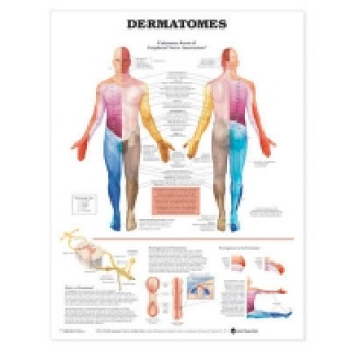 Kniha Dermatomes Anatomical Chart 