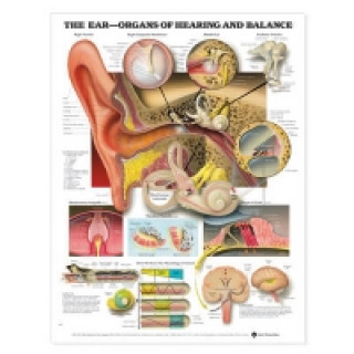 Kniha Ear: Organs of Hearing and Balance Anatomical Chart 