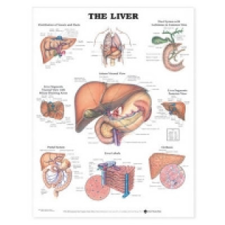 Buch Liver Anatomical Chart Anatomical Chart Company