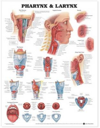 Kniha Pharynx & Larynx Anatomical Chart Anatomical Chart Company