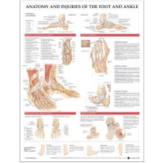 Книга Anatomy and Injuries of the Foot and Ankle Acc