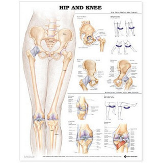 Книга Hip and Knee Anatomical Chart Anatomical Chart Company