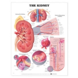 Knjiga Kidney Anatomical Chart Anatomical Chart Company