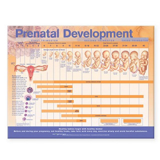 Book Prenatal Development Anatomical Chart Anatomical Chart Company