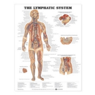 Könyv Lymphatic System Anatomical Chart Anatomical Chart Company