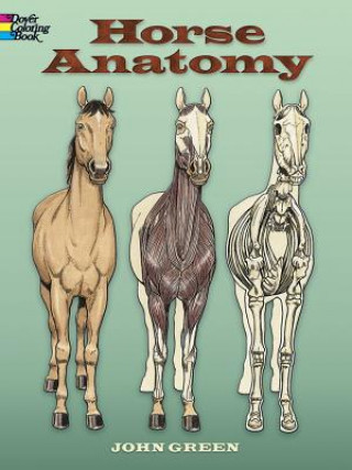Kniha Horse Anatomy Coloring Book John Green