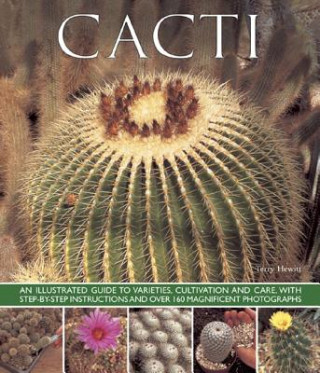 Könyv Cacti Terry Hewitt
