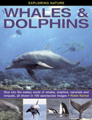 Kniha Exploring Nature: Whales & Dolphins Robin Kerrod