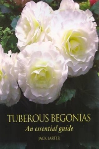Carte Tuberous Begonias Jack Larter