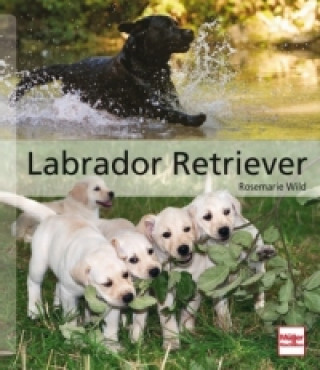 Carte Labrador Retriever Rosemarie Wild