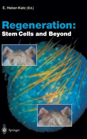 Knjiga Regeneration: Stem Cells and Beyond Ellen Heber-Katz