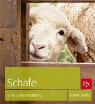 Carte Schafe Gunthild Kupitz
