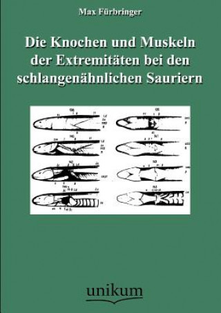 Carte Knochen und Muskeln der Extremitaten bei den schlangenahnlichen Sauriern Max Fürbringer