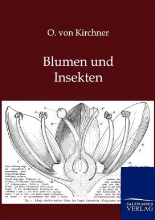 Βιβλίο Blumen und Insekten O. von Kirchner