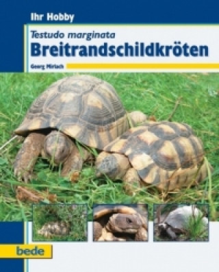 Könyv Breitrandschildkröten Georg Mirlach