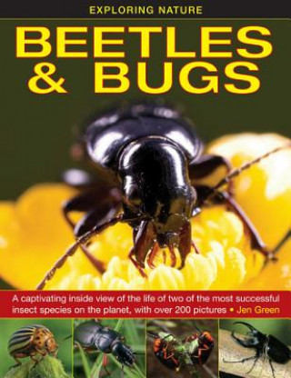 Kniha Exploring Nature: Beetles & Bugs Jen Green