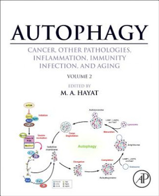 Kniha Autophagy: Cancer, Other Pathologies, Inflammation, Immunity, Infection, and Aging M Hayat