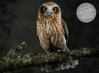 Tiskovina Beautiful Owls Notecard Set 