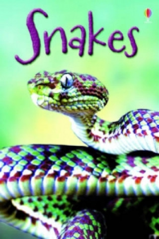 Książka Snakes James Maclaine