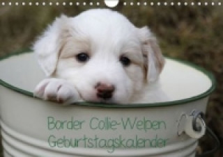Calendar / Agendă Border Collie-Welpen Geburtstagskalender (Wandkalender immerwährend DIN A4 quer) Antje Lindert-Rottke