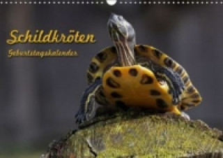 Naptár/Határidőnapló Schildkröten Geburtstagskalender (Wandkalender immerwährend DIN A3 quer) Martina Berg