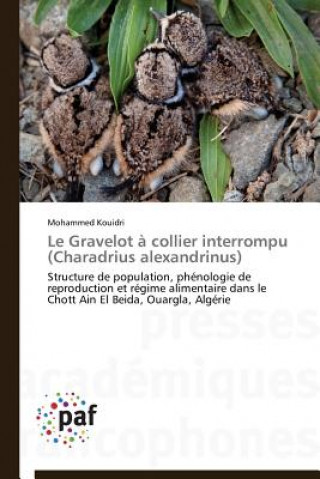 Carte Le Gravelot A Collier Interrompu (Charadrius Alexandrinus) Mohammed Kouidri