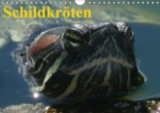 Kalendář/Diář Schildkröten (Wandkalender immerwährend DIN A4 quer) Elisabeth Stanzer