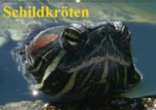 Kalendář/Diář Schildkröten (Wandkalender immerwährend DIN A2 quer) Elisabeth Stanzer