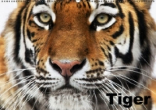 Naptár/Határidőnapló Tiger (Wandkalender immerwährend DIN A2 quer) Elisabeth Stanzer