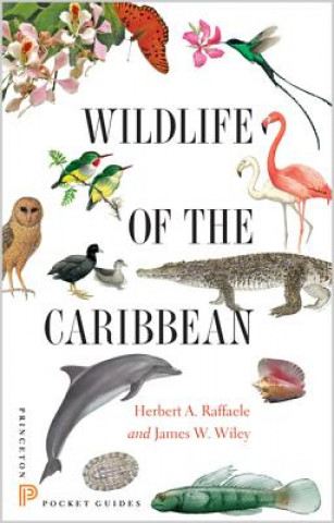 Kniha Wildlife of the Caribbean Herbert A Raffaele