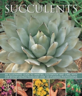 Könyv Succulents Terry Hewitt