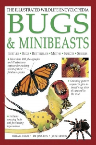 Könyv Illustrated Wildlife Encyclopedia: Bugs & Minibeasts Barbara Taylor & Jen Green