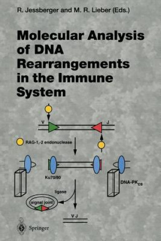Könyv Molecular Analysis of DNA Rearrangements in the Immune System Rolf Jessberger