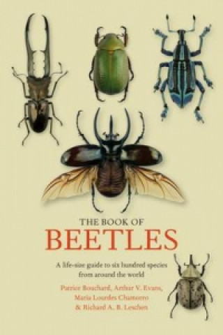 Carte Book of Beetles Patrice Bouchard