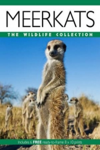 Kniha Meerkats Park Lane Books