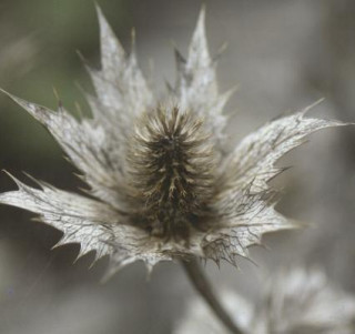 Book Winter Flowers Anness Publishing