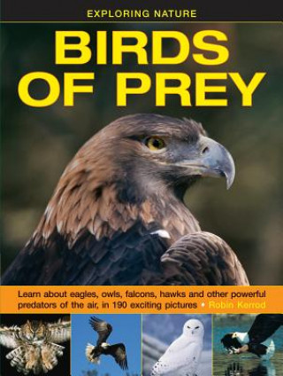 Könyv Exploring Nature: Birds of Prey Robin Kerrod