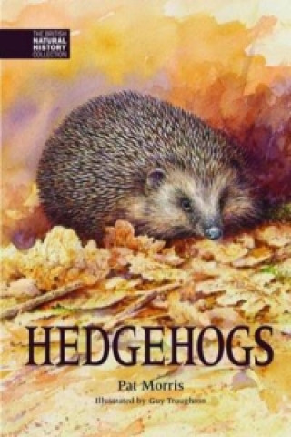 Könyv Hedgehogs Pat Morris