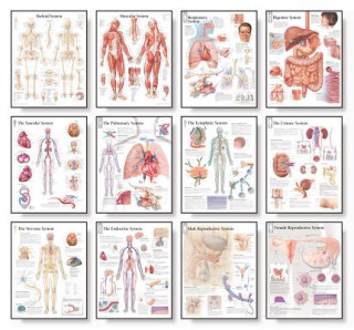 Printed items Body Systems Chart Set Scientific Publishing