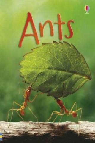 Książka Ants Lucy Bowman