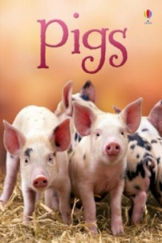 Kniha Pigs James Maclaine