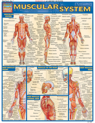 Carte Muscular System Vincent Perez